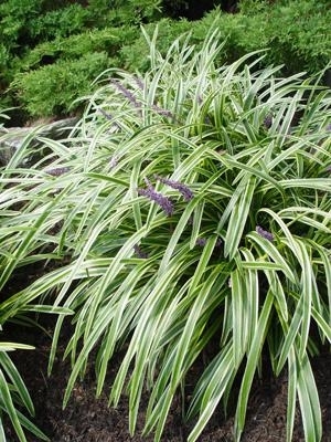 Liriope, Variegated