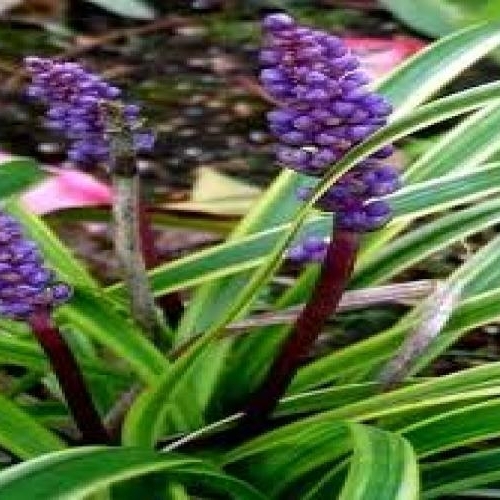 Liriope, Variegated