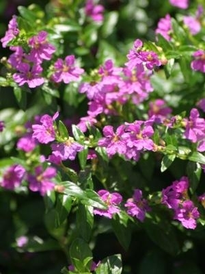 Mexican Heather, Purple