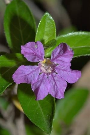 Mexican Heather, Purple1