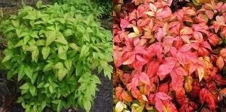 Nandina, Firepower