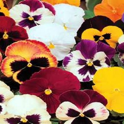 Pansy, Matrix