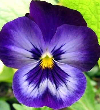 Pansy