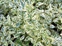 Privet, Variegated