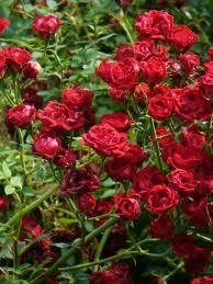 Rose, Cascade Red