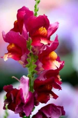 Snapdragons1