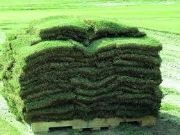 Sod- Bermuda - by the piece