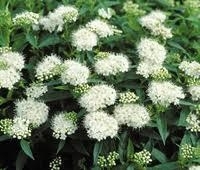 Spirea, White