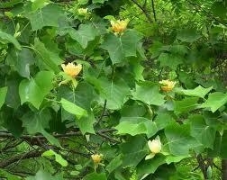 Tulip Poplar