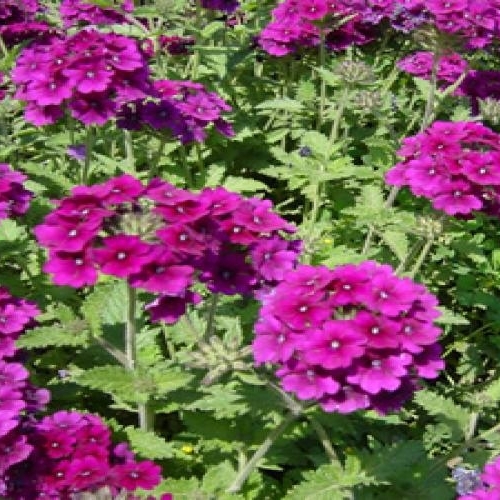 Verbena