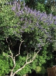 Vitex - Lavendar