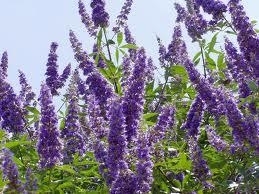 Vitex , texas lilac