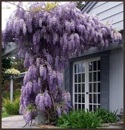 Wisteria, Regular