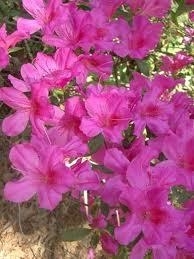 Azalea, Pink Formosa