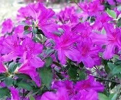 Azalea, Purple Formosa