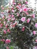 Camellia, Sasanqua Cotton Candy