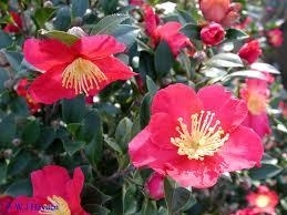 Camellia, Sasanqua Red