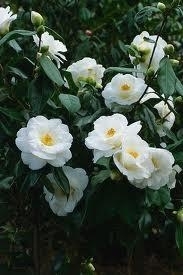 Camellia, Sasanqua white