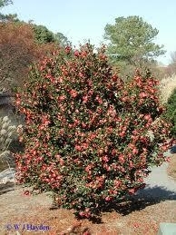 Camellia,Sasanqua Yule Tide