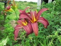 DayLily, NVille Star Red