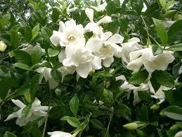 Gardenia, August Beauty