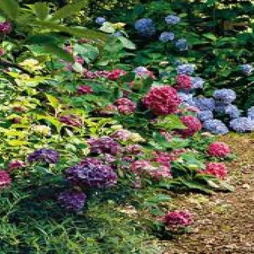 Hydrangea, Garden