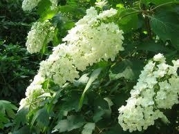 Hydrangea, Oakleaf Snowflake