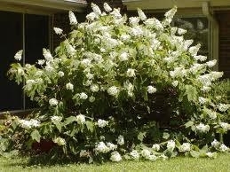 Hydrangea, Oakleaf