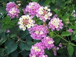 Lantana, Caprice