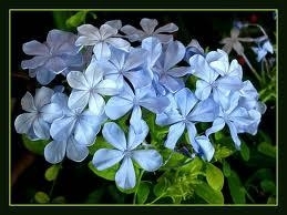 Plumbago, Blue