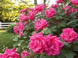 Rose, Knockout Double Pink