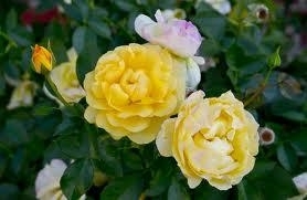 Rose, Knockout - Yellow Double