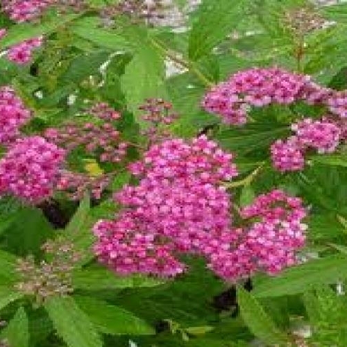 Spirea Anthony Waterer