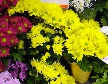 Mums (or Chrysanthemum)
