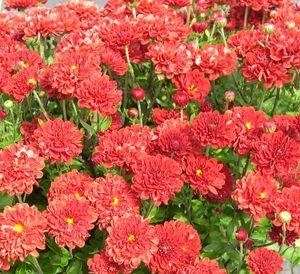 Mums (or Chrysanthemum)1