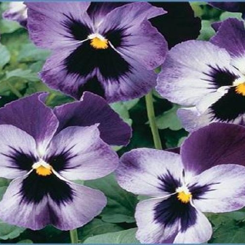 Pansy1