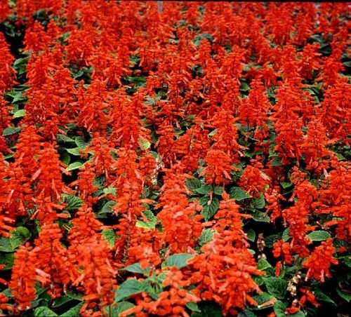 Salvia