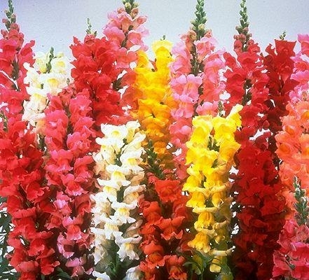 Snapdragons