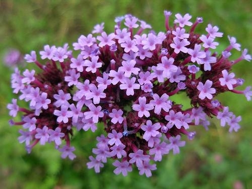 Verbena1