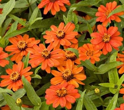 Zinnia Profusion