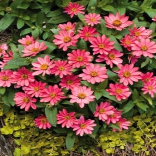 Zinnia Profusion1