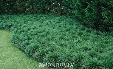 Mondo Grass