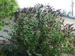 Butterfly Plant, Buddleia, Blac
