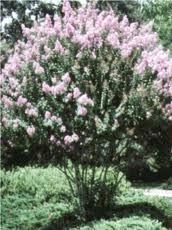 Crape Myrtle - Muskogee