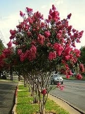 Crape Myrtle - Tuscarora