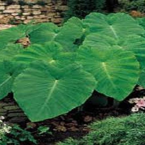 Elephant Ear Green