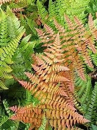 Fern, Autumn 5