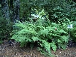 Fern, Southern Wood