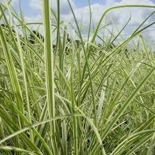 Grass, Miscanthus Variegated