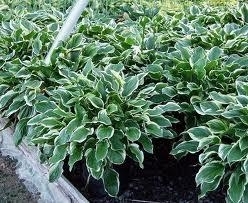 Hosta 3 gal